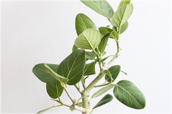 植物のプロがおすすめする5の観葉植物 カヤノ オンラインマガジン 生活を楽しむウェブマガジン 植物のプロがおすすめする5の観葉植物 カヤノ オンラインマガジン 生活を楽しむウェブマガジン