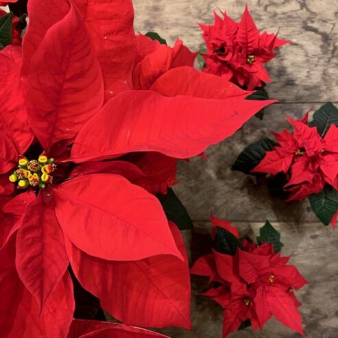 冬のおすすめ クリスマスフラワーをご紹介いたします カヤノ オンラインマガジン 生活を楽しむウェブマガジン