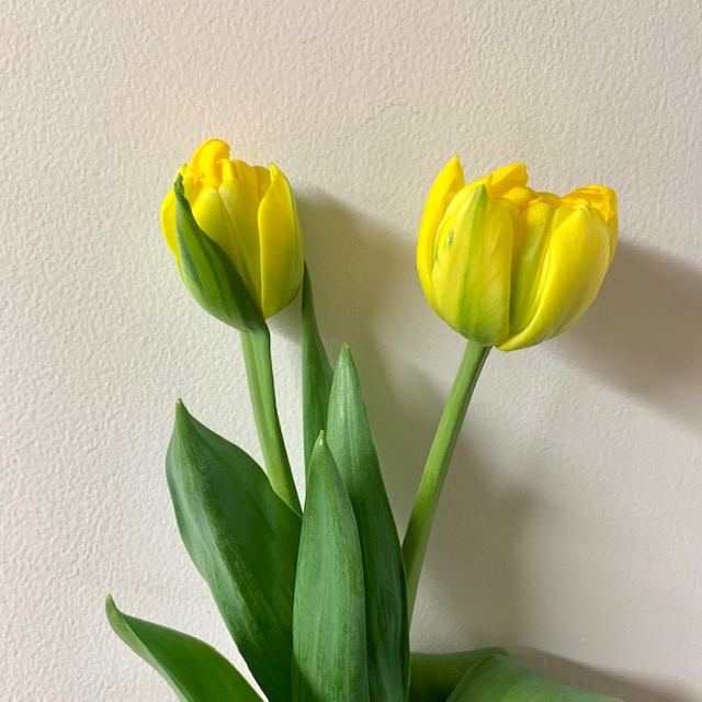 春のお花が入荷いたしました カヤノ オンラインマガジン 生活を楽しむウェブマガジン 春のお花が入荷いたしました カヤノ オンラインマガジン 生活を楽しむウェブマガジン