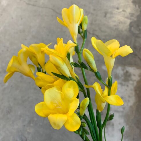 春のお花が入荷いたしました カヤノ オンラインマガジン 生活を楽しむウェブマガジン 春のお花が入荷いたしました カヤノ オンラインマガジン 生活を楽しむウェブマガジン