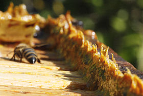 280px-Propolis_in_beehives